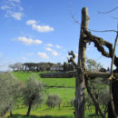 La Vite Maritata