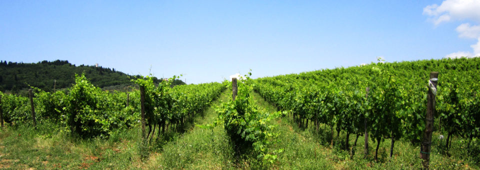 Il Vigneto