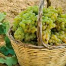 Vendemmia