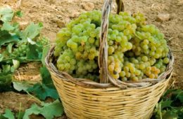 Vendemmia